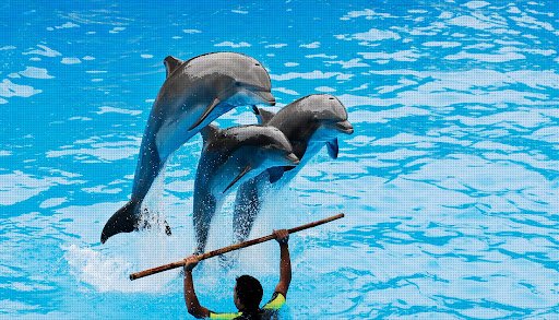 Antalya Dolphin Show | Free Hotel Transfer